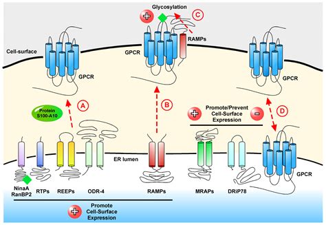 Structural mechanism underlying G protein family